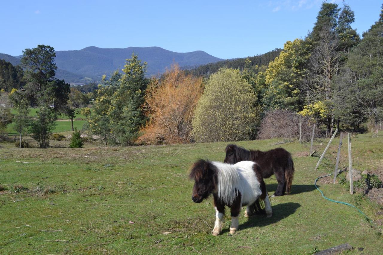 Whispering Spirit Holiday Cottages & Mini Ponies Franklin Exterior photo